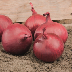 Cebula Red Tide f1 dGS Precision  250 000 nasion st